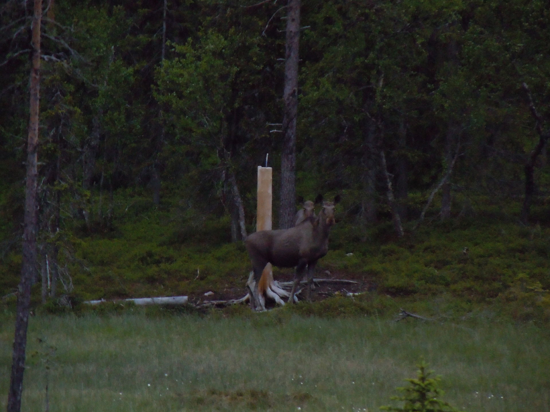 Wildlife at the Dolvor Cottage