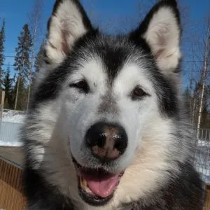 husky-wildernesslife husky-wildernesslife