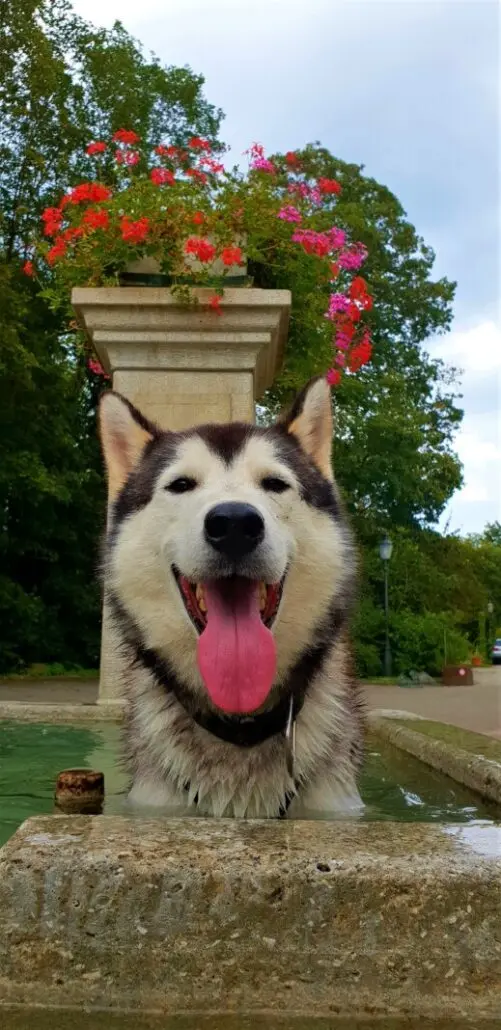 wilderness-life-husky