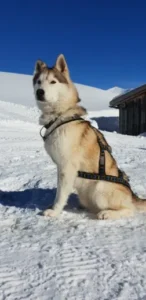 wilderness-life-husky