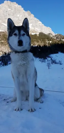 wilderness-life-husky