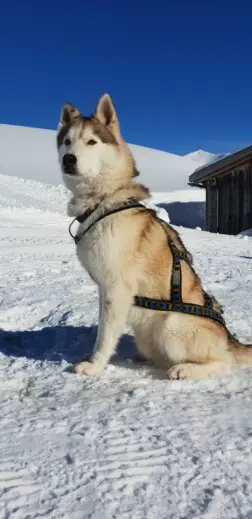 wilderness-life-husky