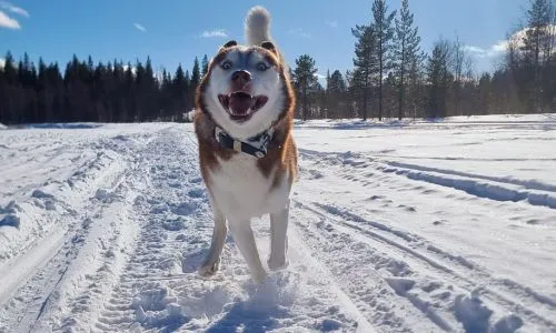 Hund im Winter